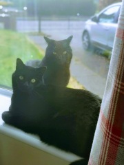 White cats, or any cats, really...
