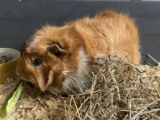 A genuine Guinea pig thread!!! 
