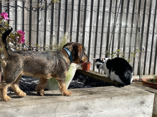 Puppy Survival Thread - as we approach Fireworks night for the first time…