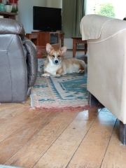 Little update on the rescue corgi