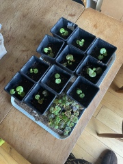 Geranium seedlings: too little soil?