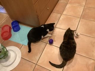 The Continuing Adventures of Cat Three