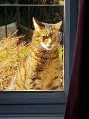 Thug cat part 5 - For he will not do destruction, if he is well-fed, neither will he spit without provocation.