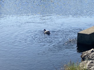 Come and tell me your dull and unexciting news 25: Calmly through the day 