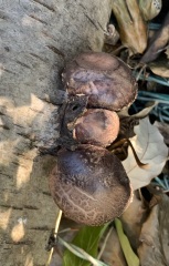Mushrooms inoculated into log and now I can't remember which type they were... pics