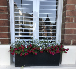 What should I plant in my window boxes?