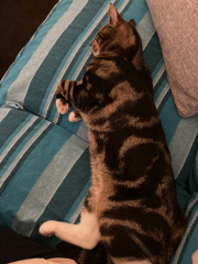 Cat with no name....