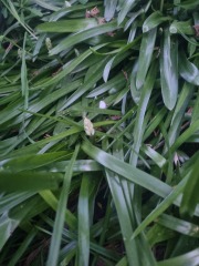 Please help me ID this plant