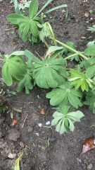 Lupin drooping after transplanting any hope?