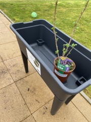 Growing a blackcurrant plant - help