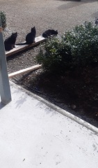 How many black cats...