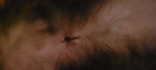 I NEED TO REMOVE SPAY STITCHES..ANY VETS ON HERE?