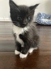 Any ideas on breed of my little kitten 