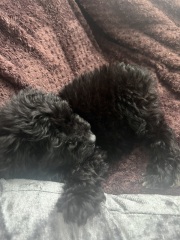 What dog is this??