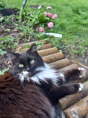 Cats used to be worshiped as Gods...