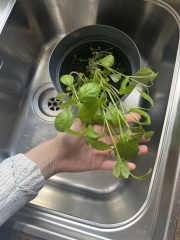 Next steps with my indoor seed plants