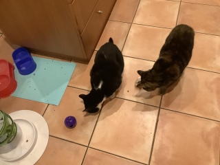 The Continuing Adventures of Cat Three