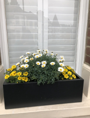 What should I plant in my window boxes?