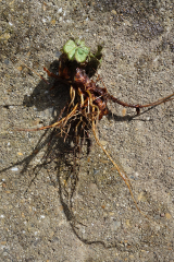 The bane of my life in the garden now