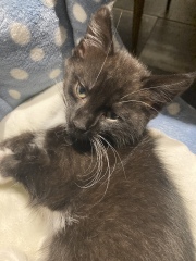 Any ideas on breed of my little kitten 