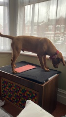 Can we share dog pictures?