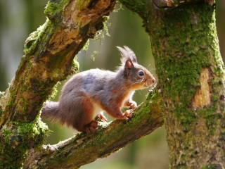 Thread 45 GCSE Covid Cohort - Bunnies bouncing into Spring