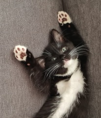 Any ideas on breed of my little kitten 
