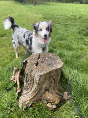 Aussie pup struggles, advice needed please!
