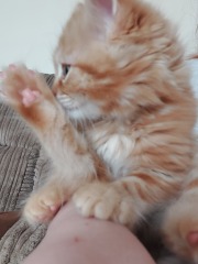 Toe Beans 