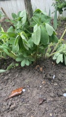 Lupin drooping after transplanting any hope?