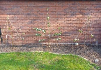 Cover for ugly garden wall (pic included)