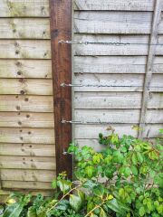 What have you done in the garden today?