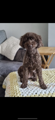 What dog is this??