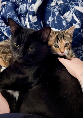 Sad to have to give kitten back to breeder