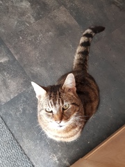Thug cat part 5 - For he will not do destruction, if he is well-fed, neither will he spit without provocation.