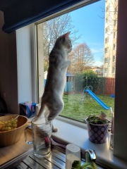 White cats, or any cats, really...