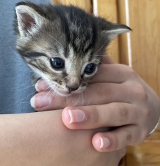 New kitten - tips please 