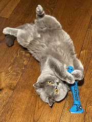 Tell me about your British Shorthair 