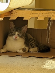 What's going on with my little kitten??