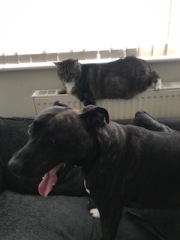 Cats used to be worshiped as Gods...