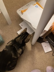 Update on the cat with no name.... :-)