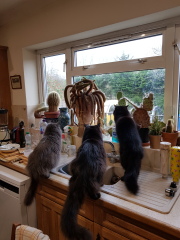 Cats used to be worshiped as Gods...