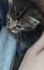 New kitten - tips please 