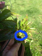 Have your peonies sprouted yet?