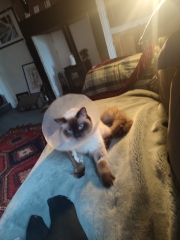 Adopting a rescue ragdoll