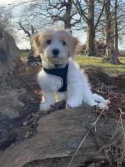 Can we share dog pictures?