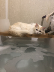 White cats, or any cats, really...