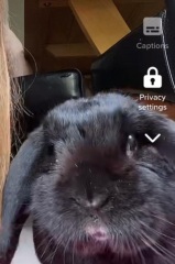 Is my rabbit old?