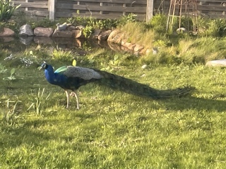 Which birds have been in your garden so far today?