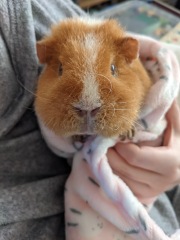 A genuine Guinea pig thread!!! 